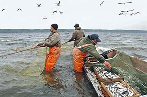 В рыболовстве и рыбной промышленности готовится очередная революция