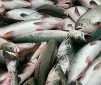 Мурманский морской рыбный порт увеличил перевалку рыбопродукции на 53,4%